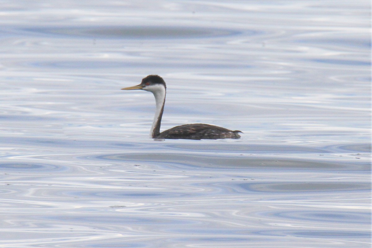 Western Grebe - ML380226161