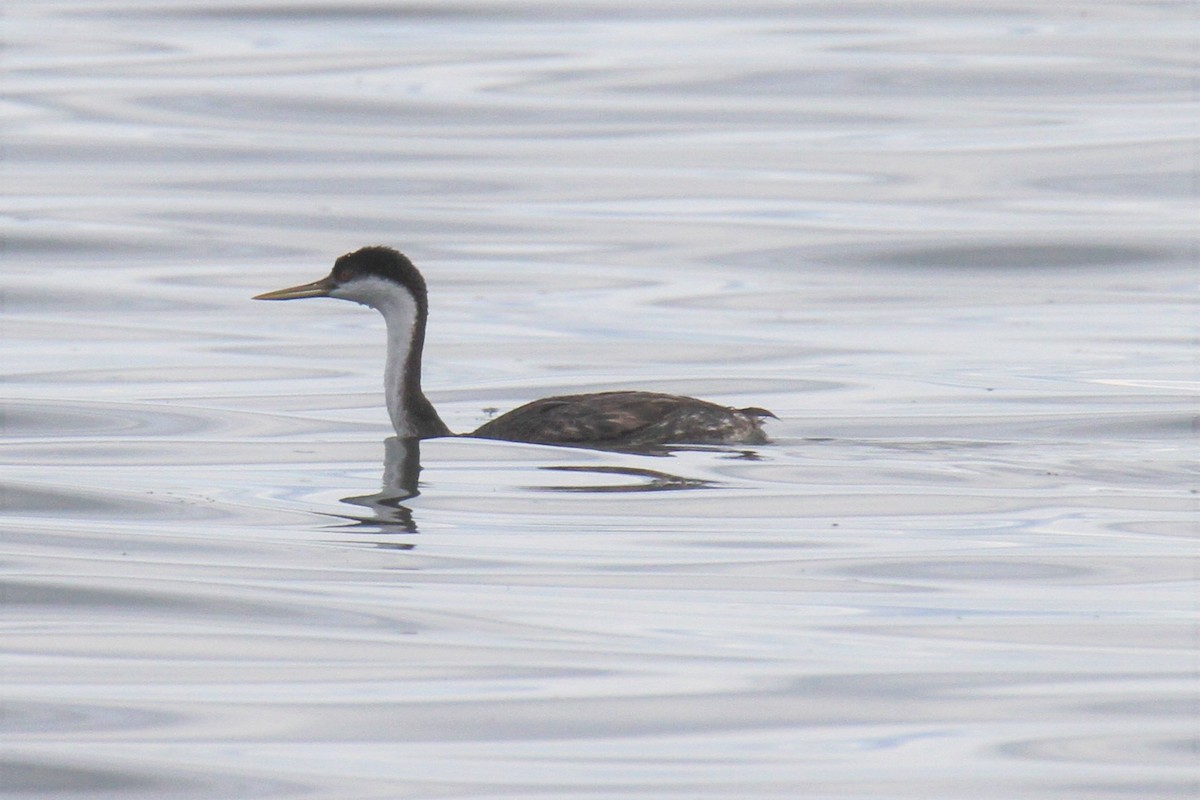 Western Grebe - Daniel Donnecke