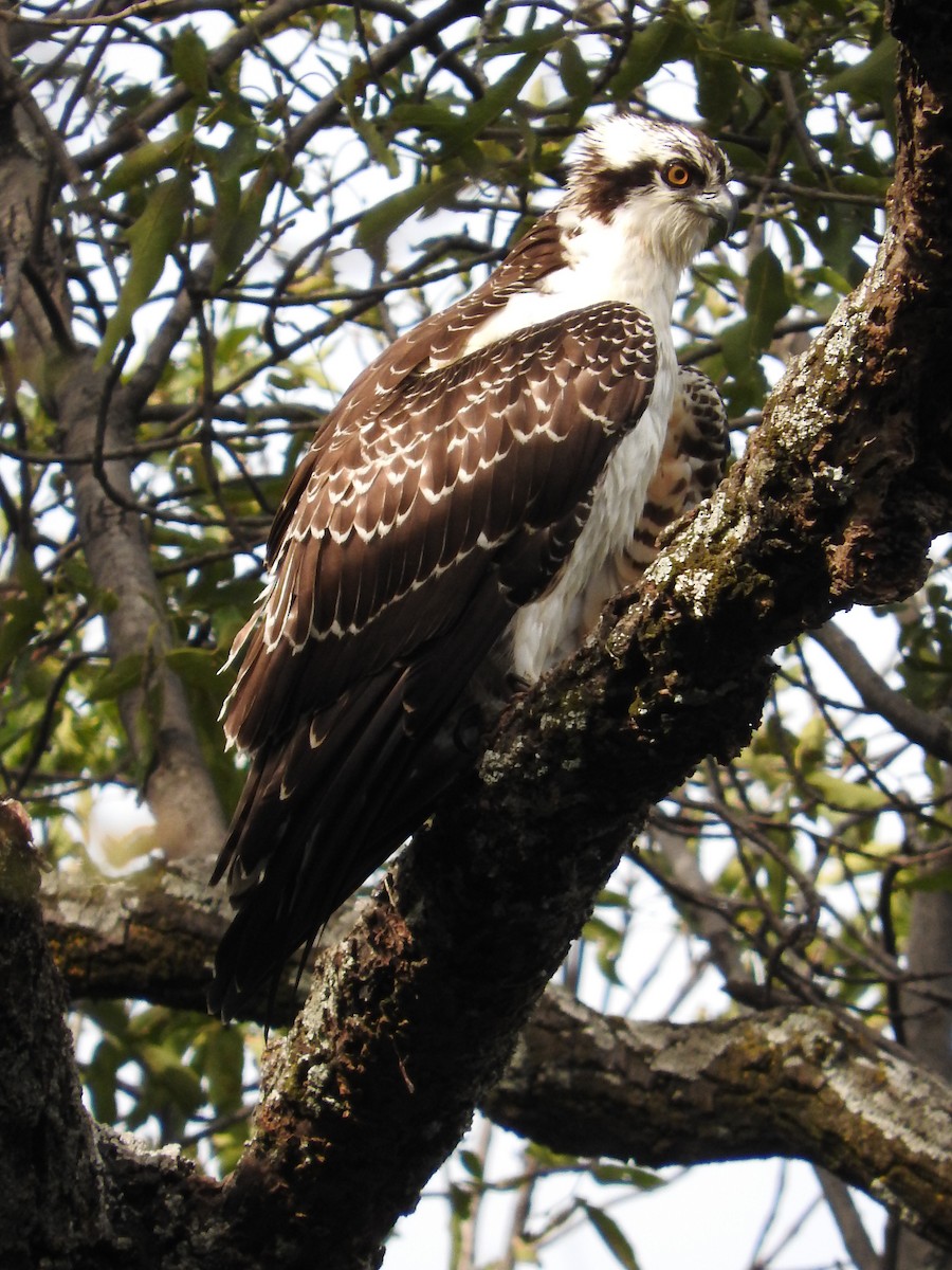 Osprey - Azucena Olvera