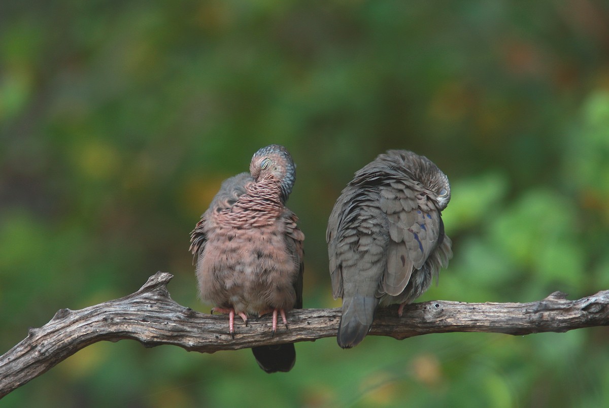 Common Ground Dove - ML38022741