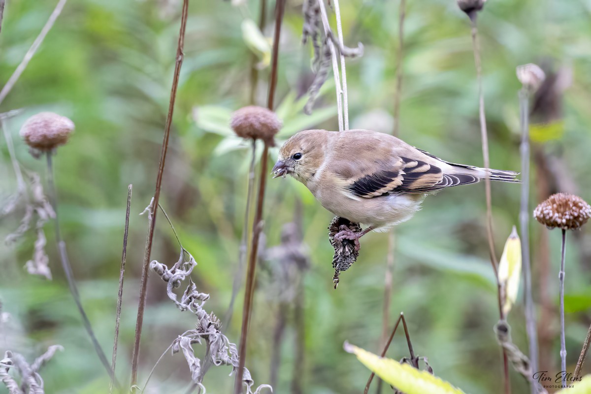 American Goldfinch - ML380228361