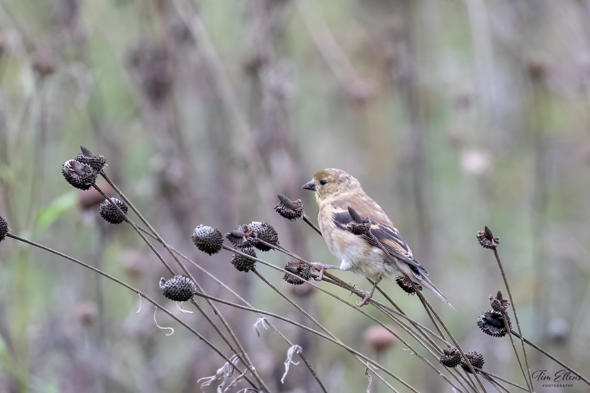 American Goldfinch - Tim Ellens