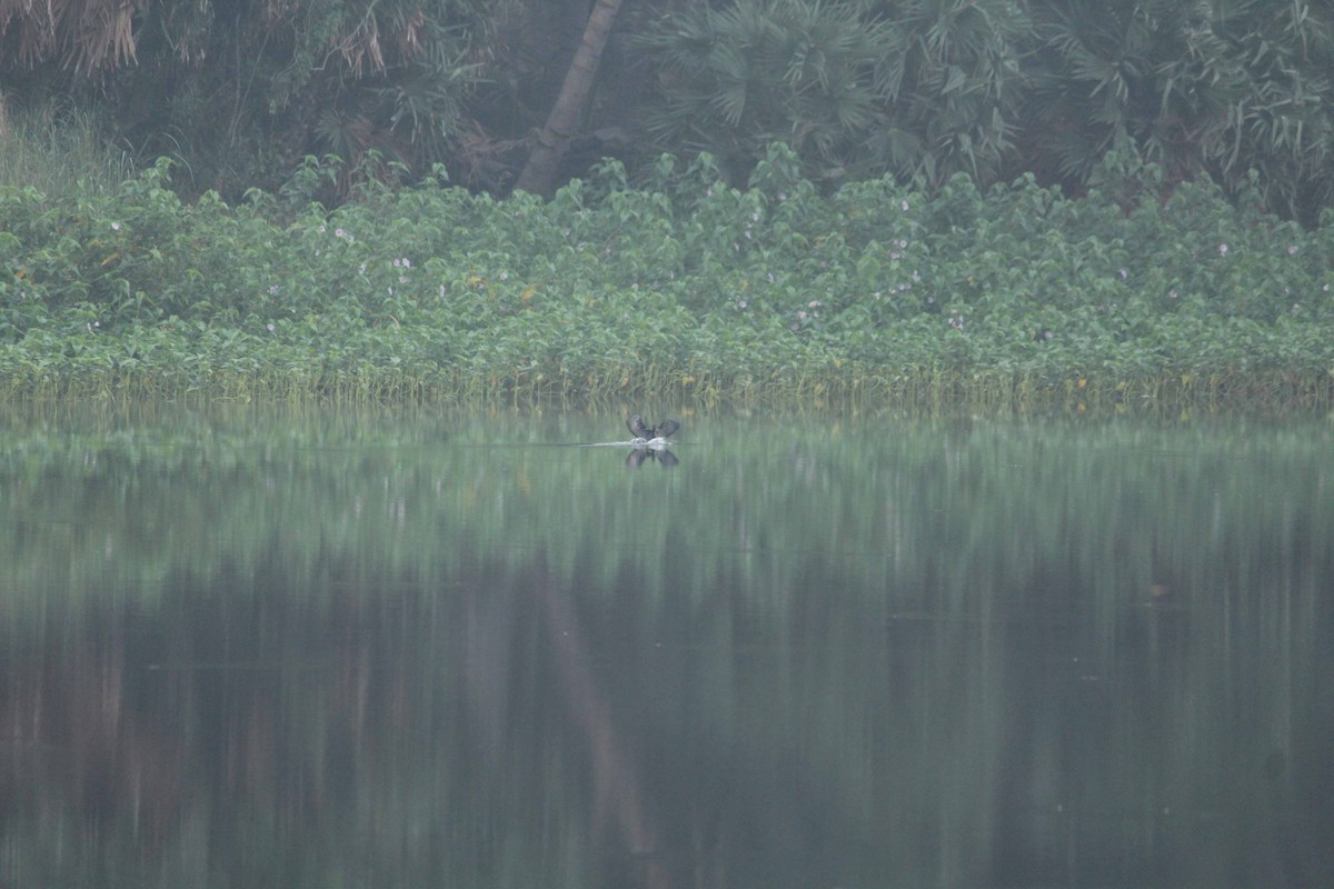 Little Cormorant - Shanmugam Kalidass