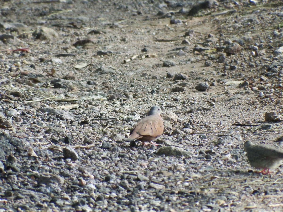 Ruddy Ground Dove - ML38023031