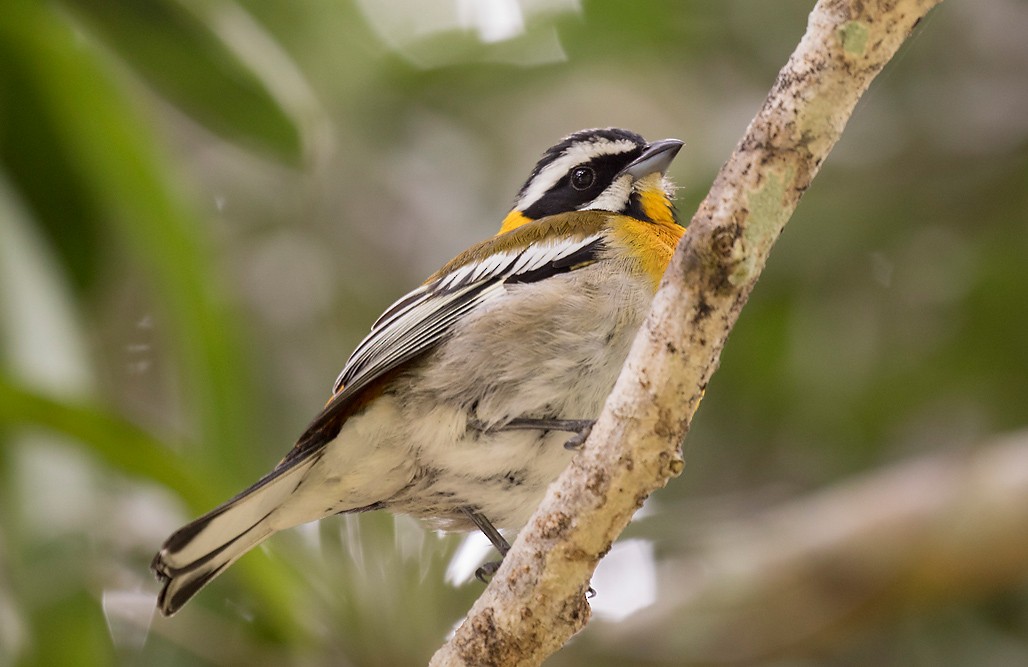 Western Spindalis - Peter Candido