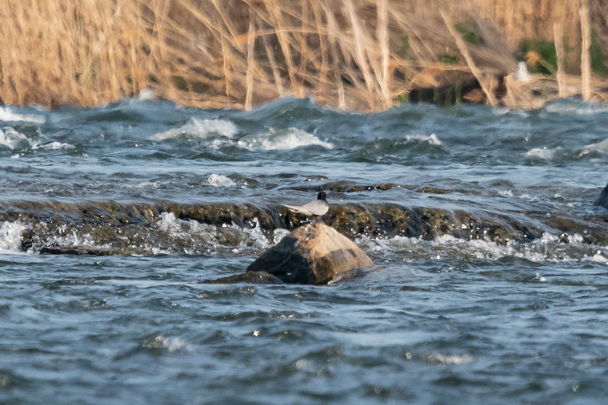 Black Tern - ML380234791
