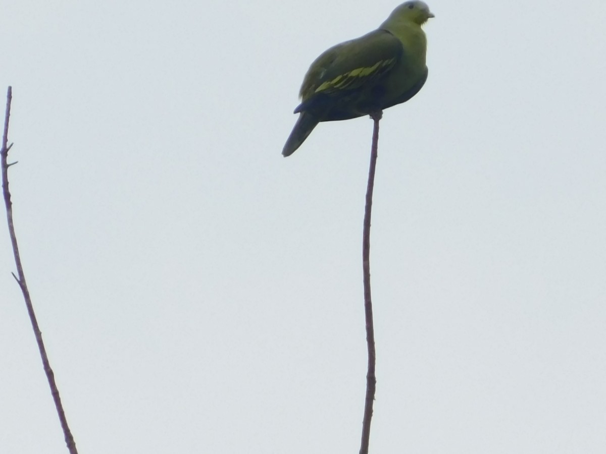 Серолобый зелёный голубь - ML380234961