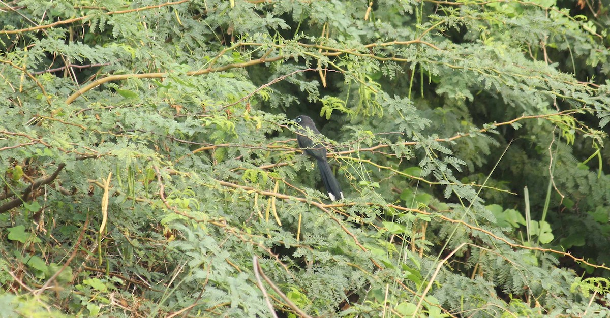 Blue-faced Malkoha - ML38023601