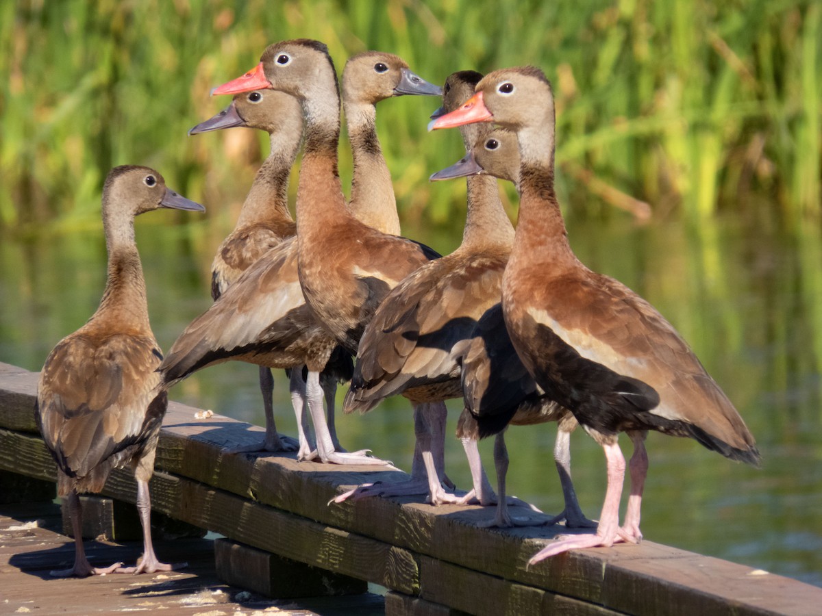 Black-bellied Whistling-Duck - ML380236141