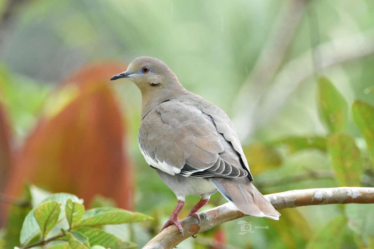 White-winged Dove - ML380237361