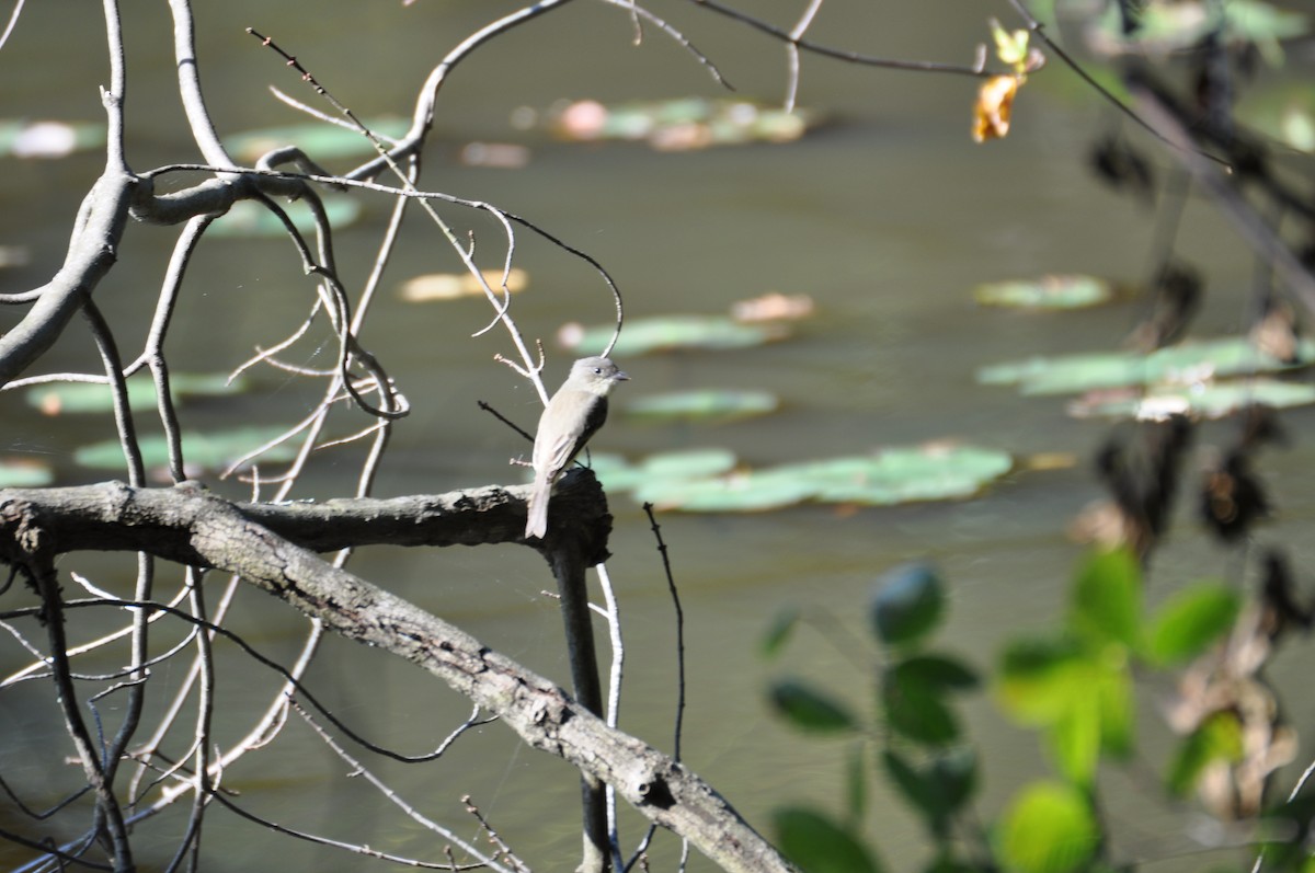 ツキヒメハエトリ - ML380237581