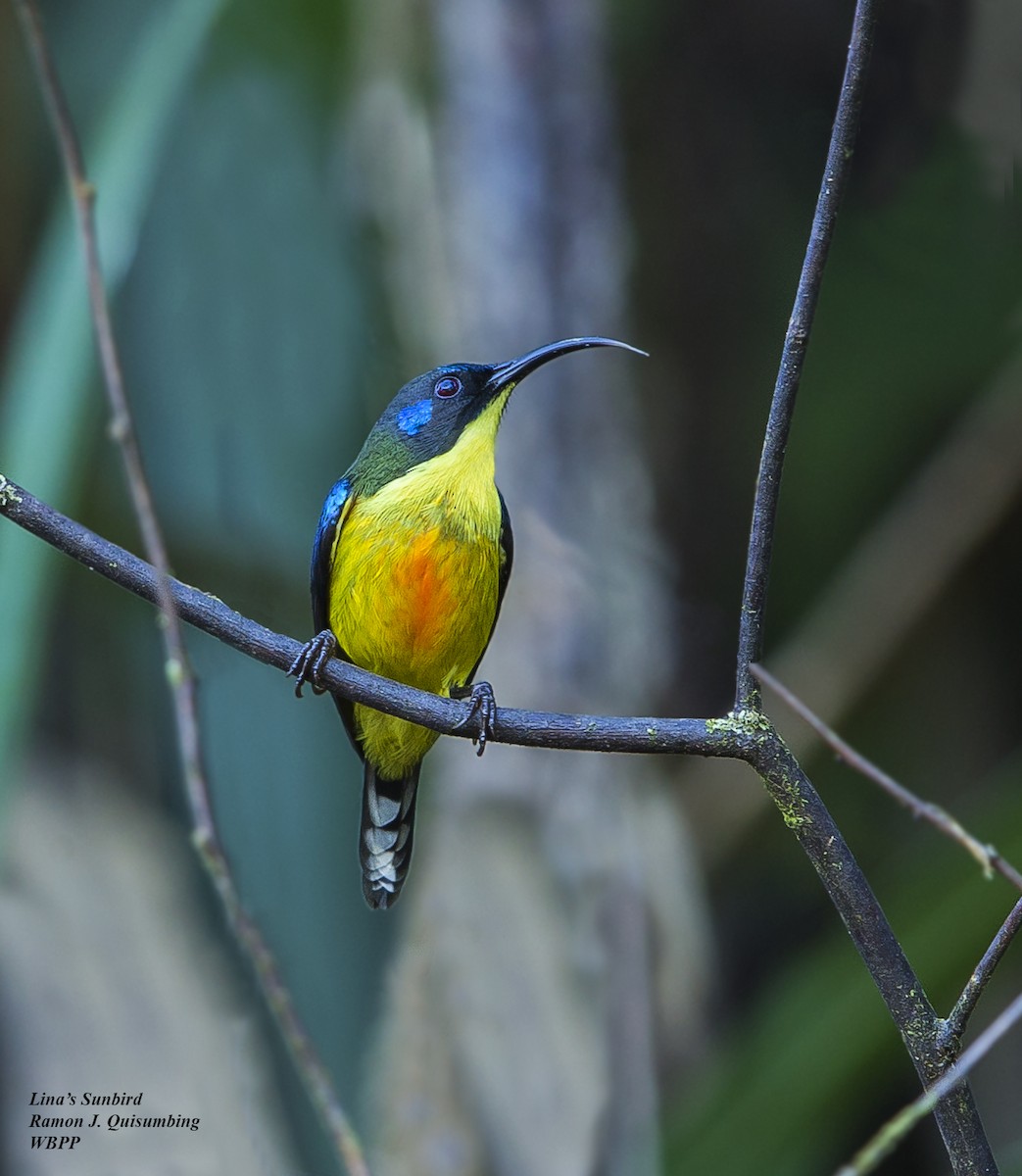 Lina's Sunbird - Ramon Quisumbing