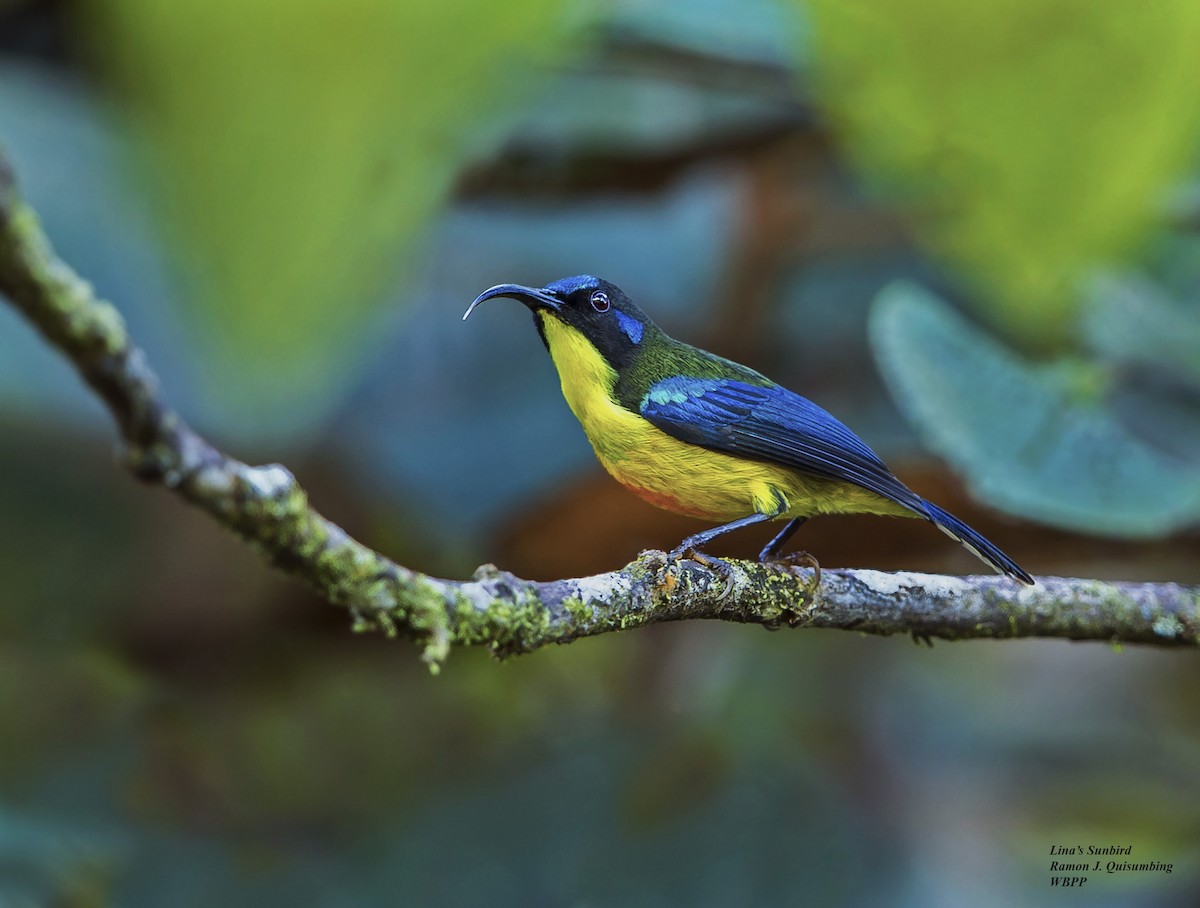 Lina's Sunbird - Ramon Quisumbing