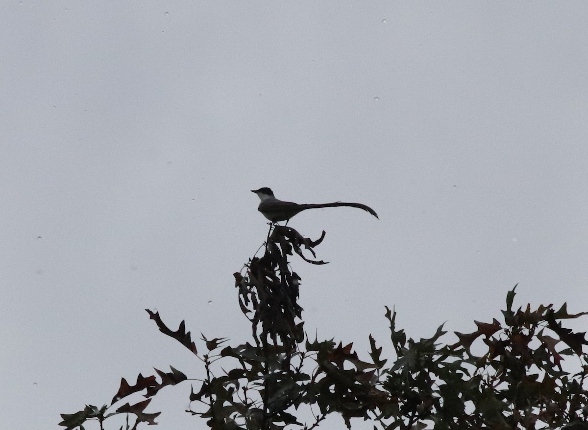 Fork-tailed Flycatcher - ML380238251