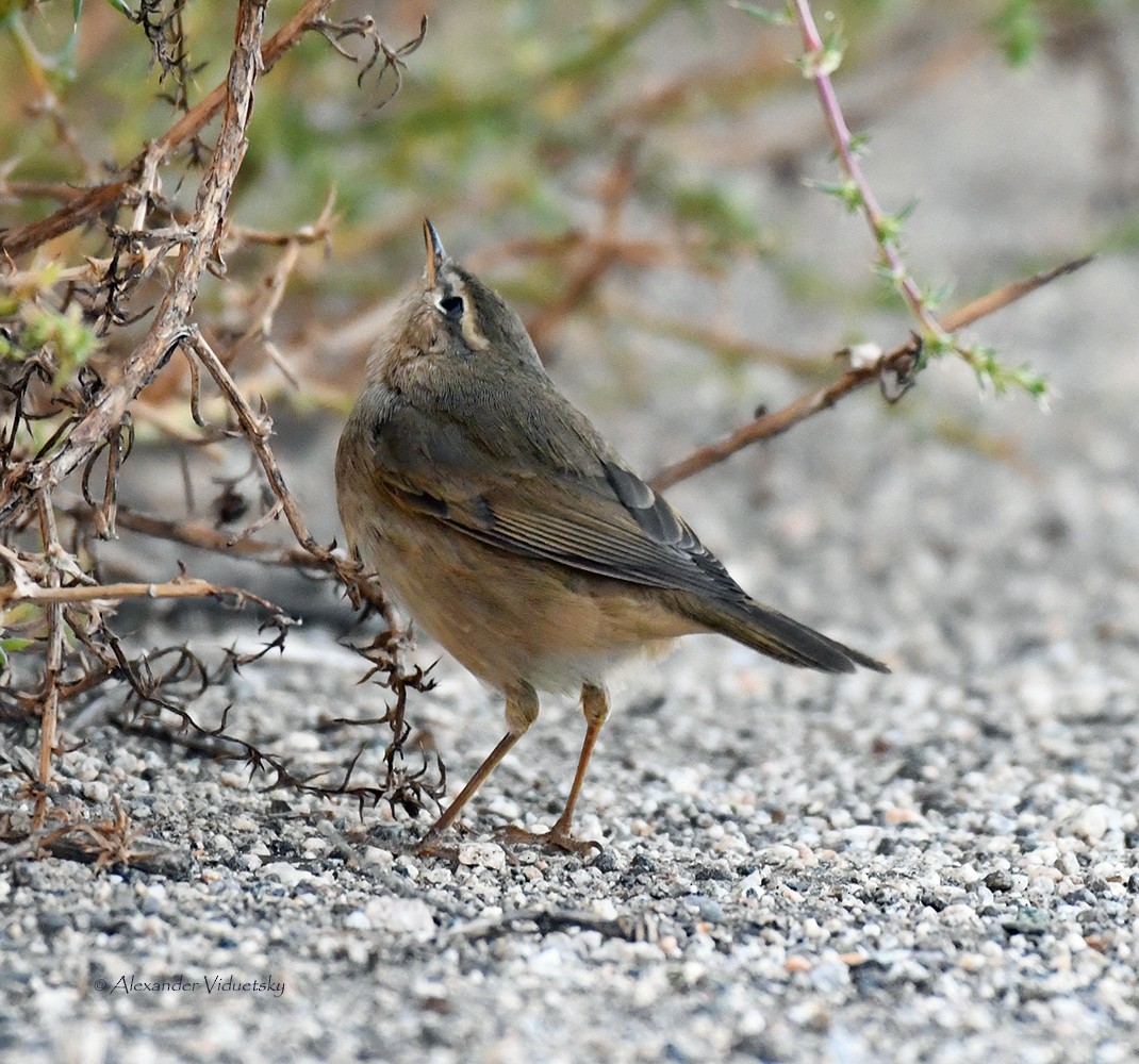 Dusky Warbler - ML380238521