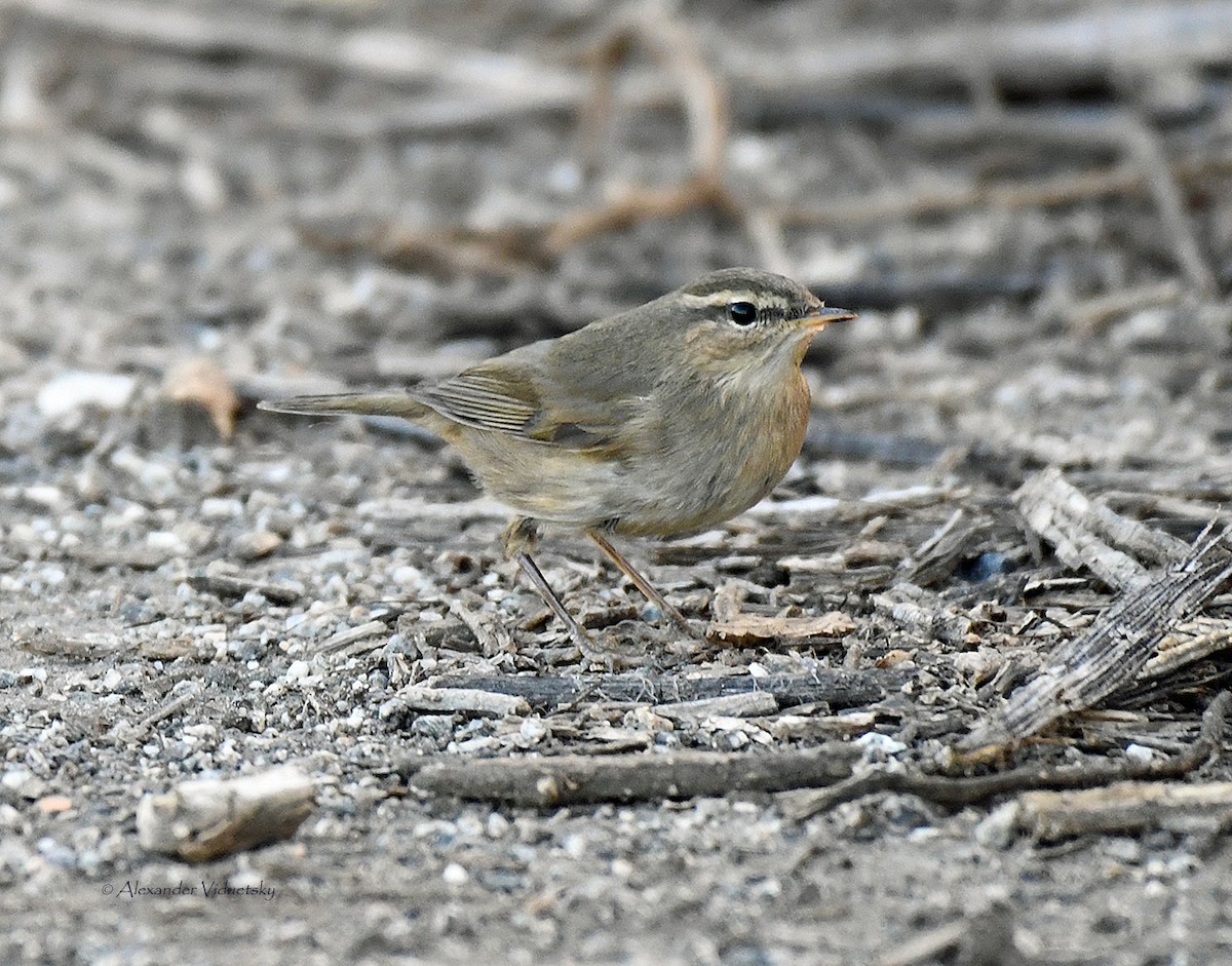 Mosquitero Sombrío - ML380238551