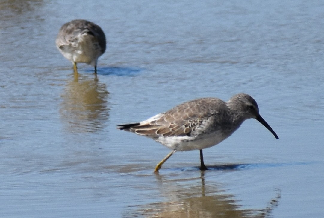 Stilt Sandpiper - Claire H