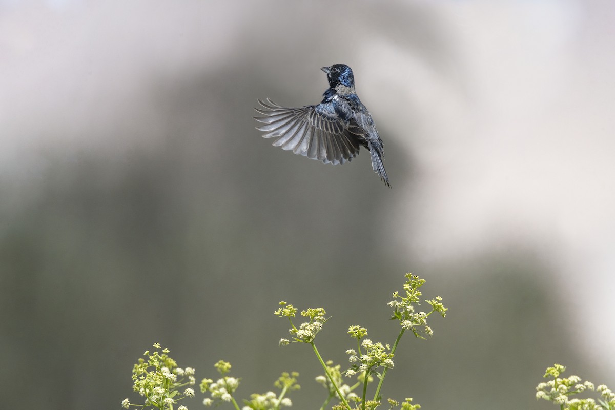 Blue-black Grassquit - miguel sepulveda