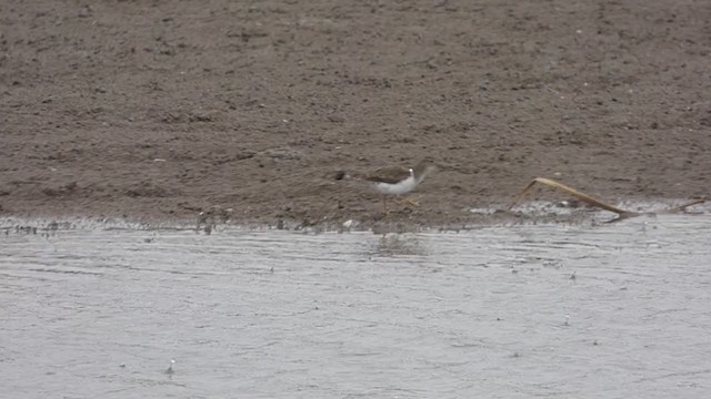 Spotted Sandpiper - ML380243551