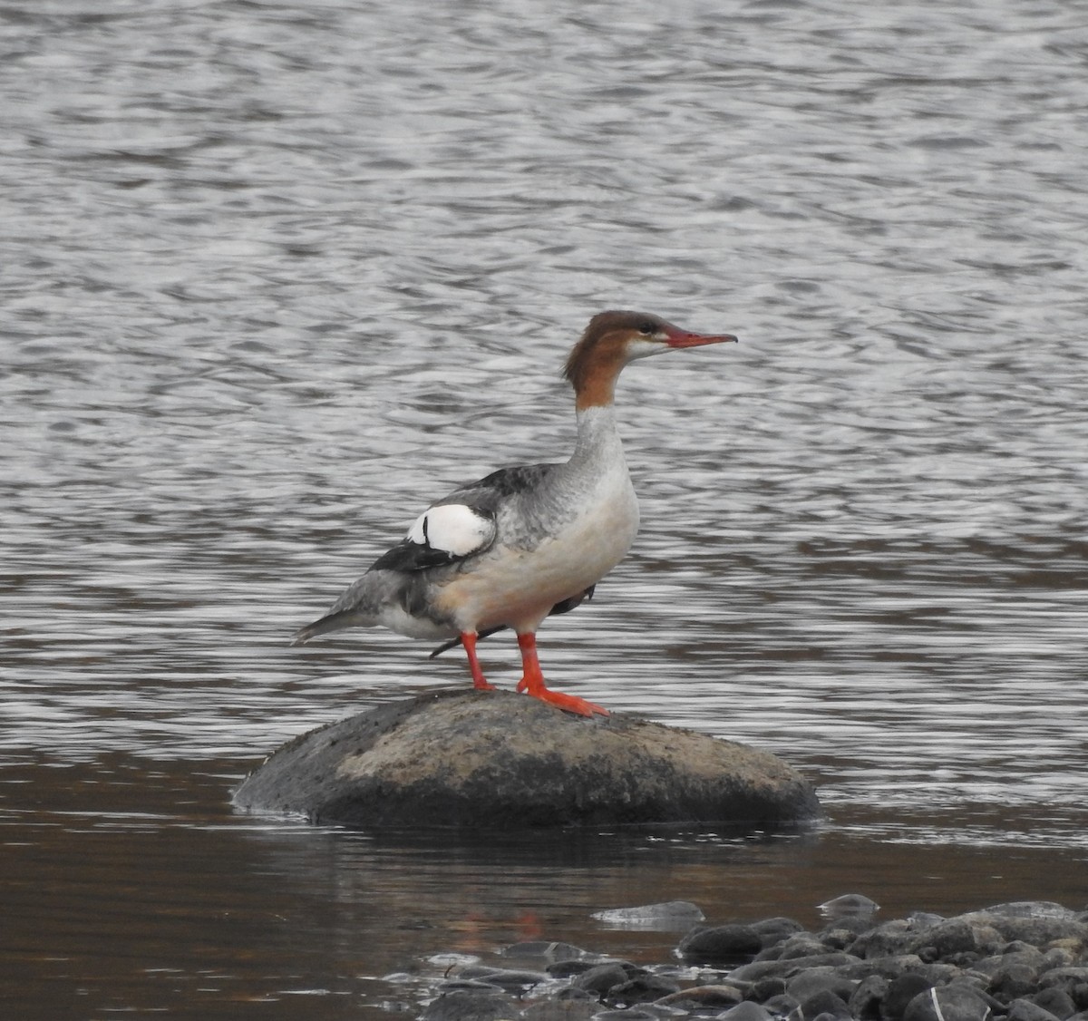 Common Merganser - ML380243631