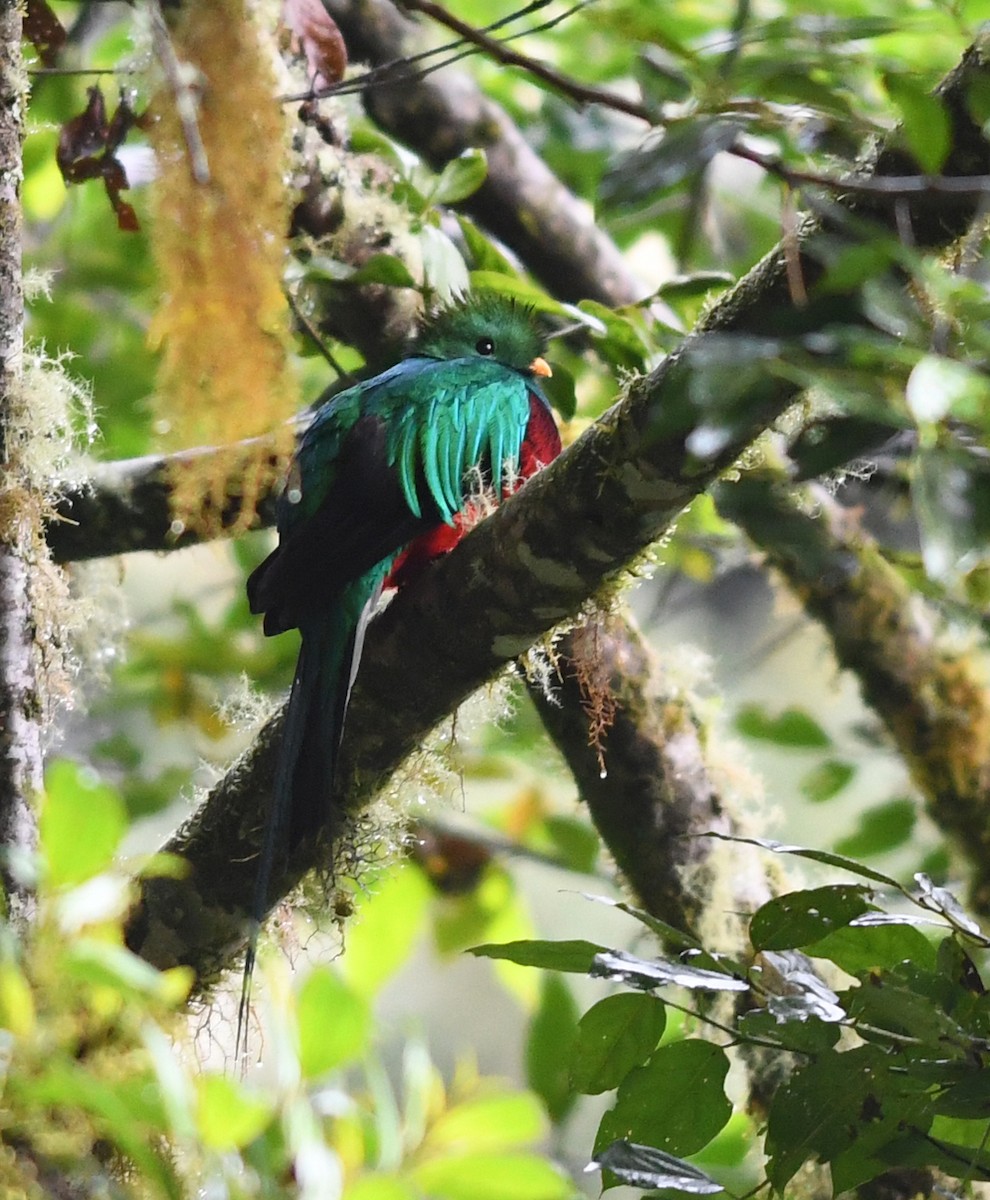 Quetzal resplendissant (costaricensis) - ML380243761