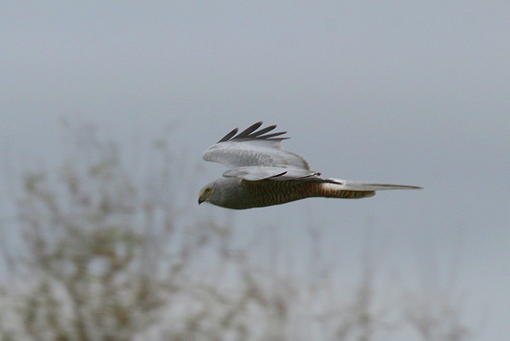 Cinereous Harrier - ML38024431