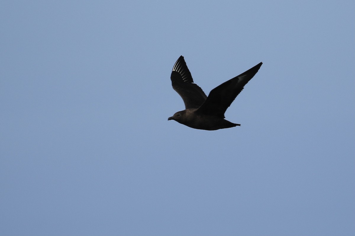 South Polar Skua - Michele Swartout