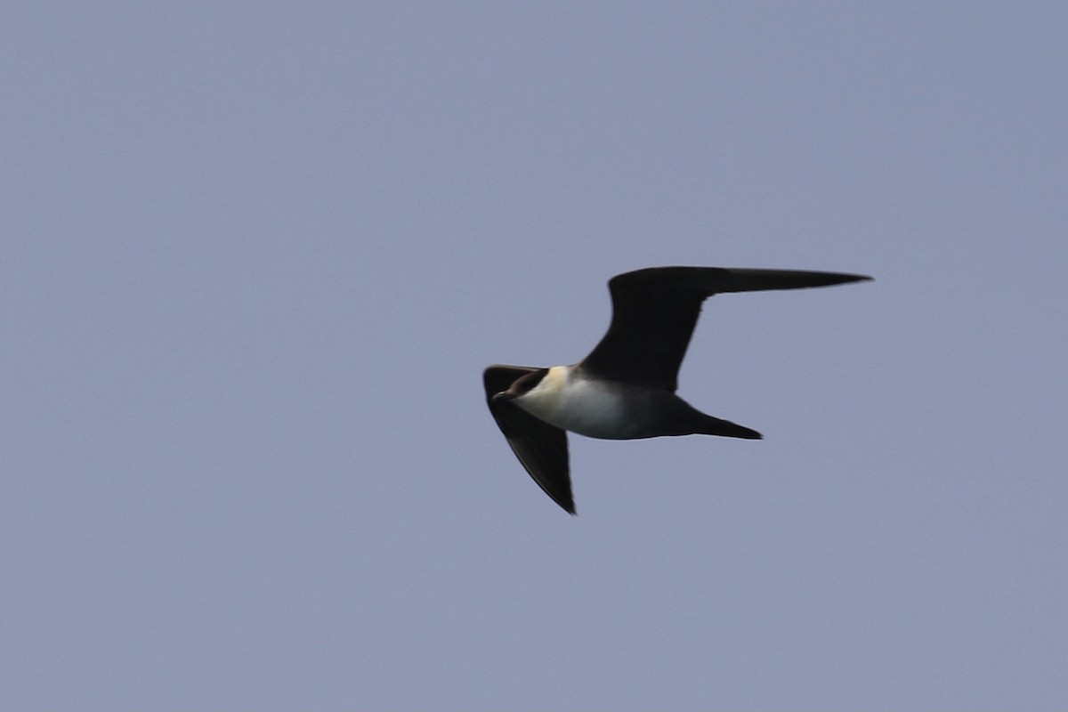 Long-tailed Jaeger - Michele Swartout