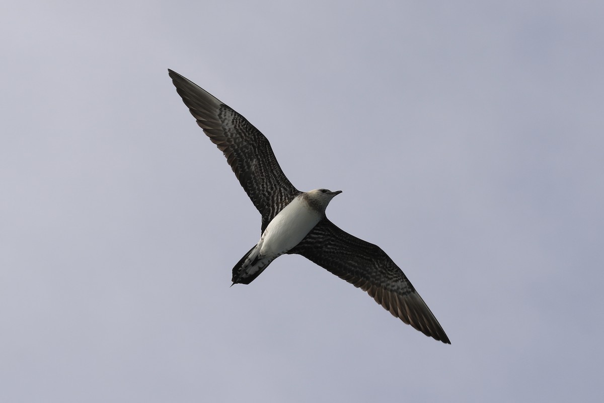 Long-tailed Jaeger - Michele Swartout