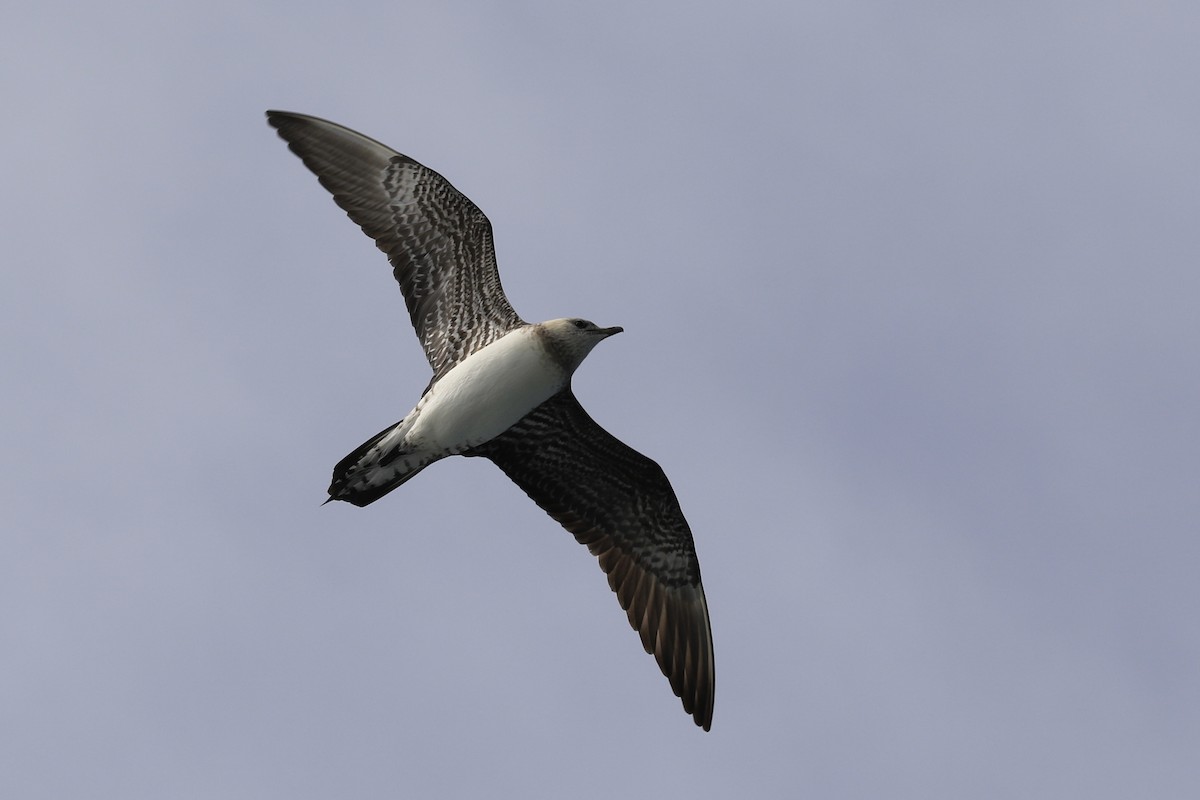 Long-tailed Jaeger - Michele Swartout