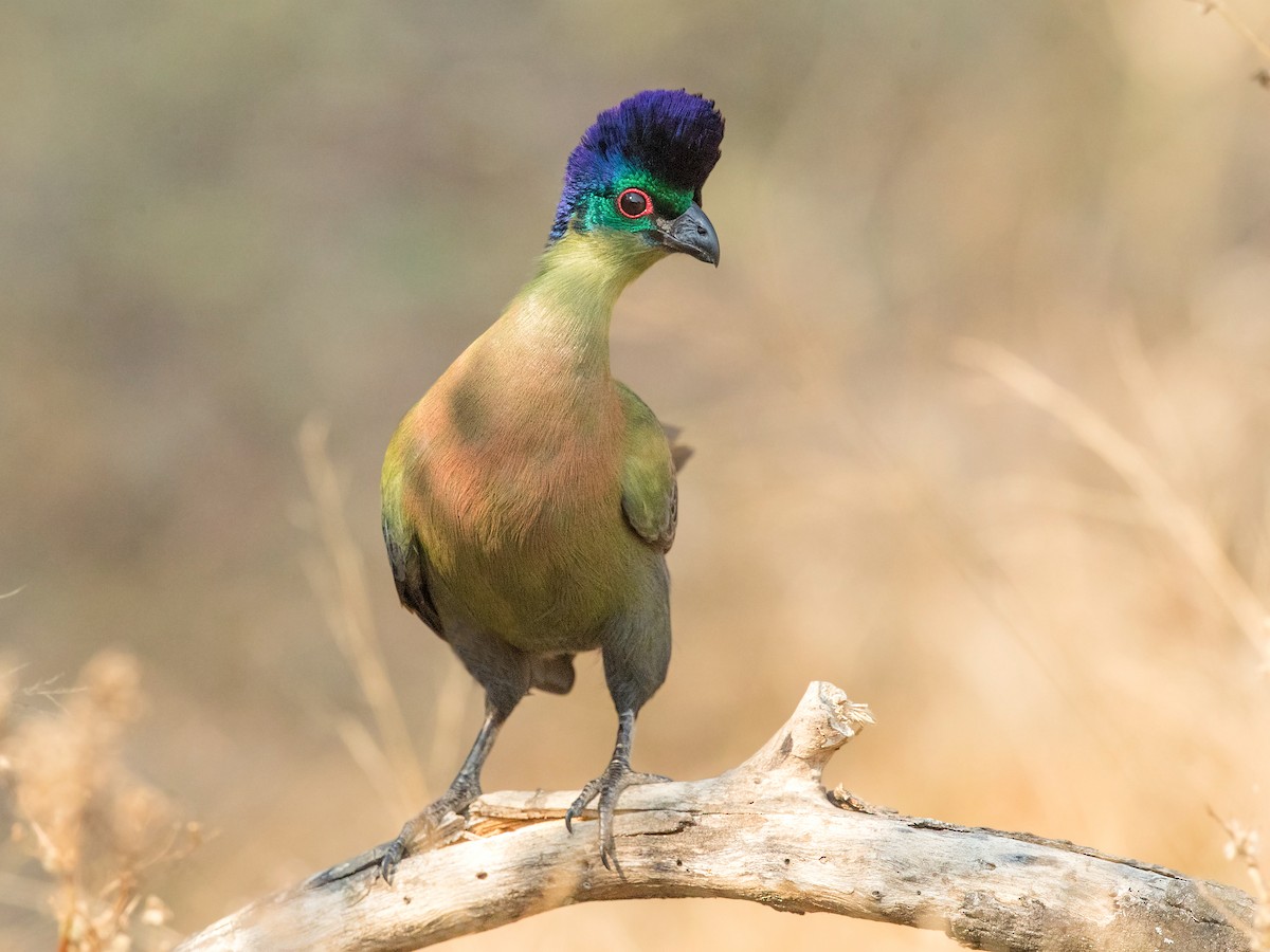ズグロエボシドリ - eBird