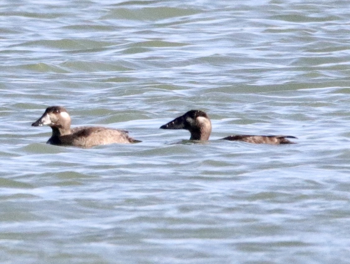 Surf Scoter - ML380247181