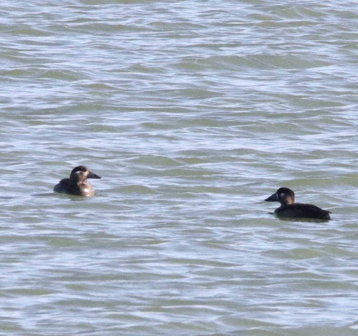 Surf Scoter - ML380247791