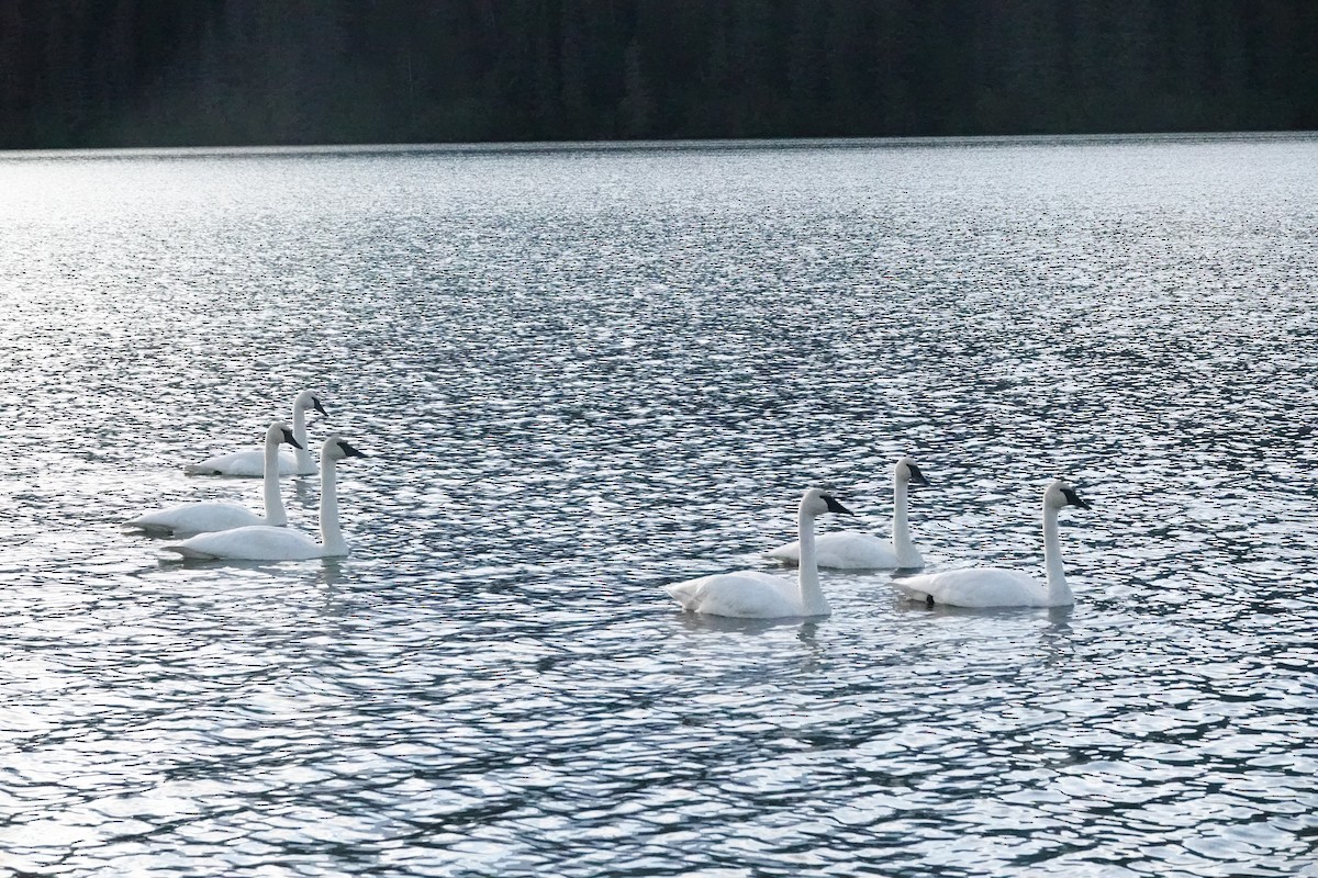 Trumpeter Swan - ML380248511