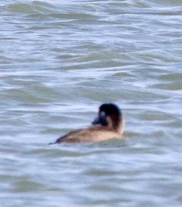 Surf Scoter - ML380249051