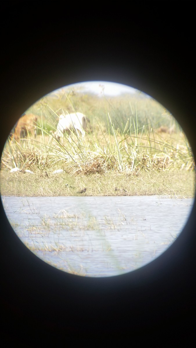 Greater Painted-Snipe - ML38025001