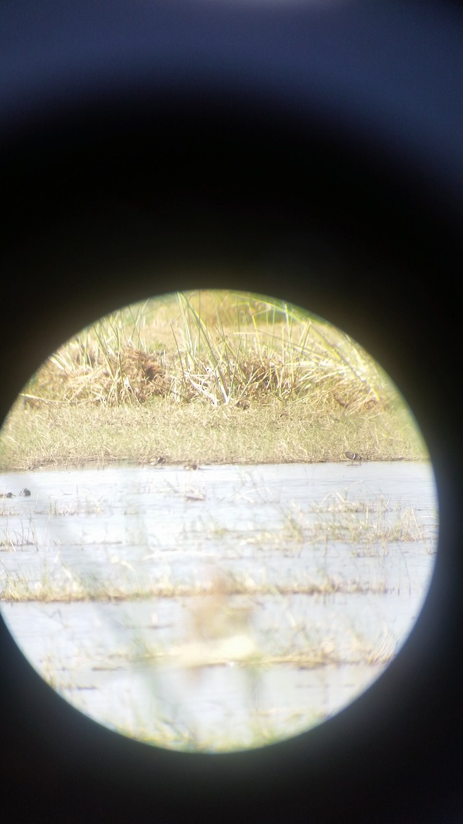 Greater Painted-Snipe - ML38025011