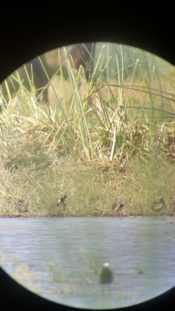 Greater Painted-Snipe - ML38025021