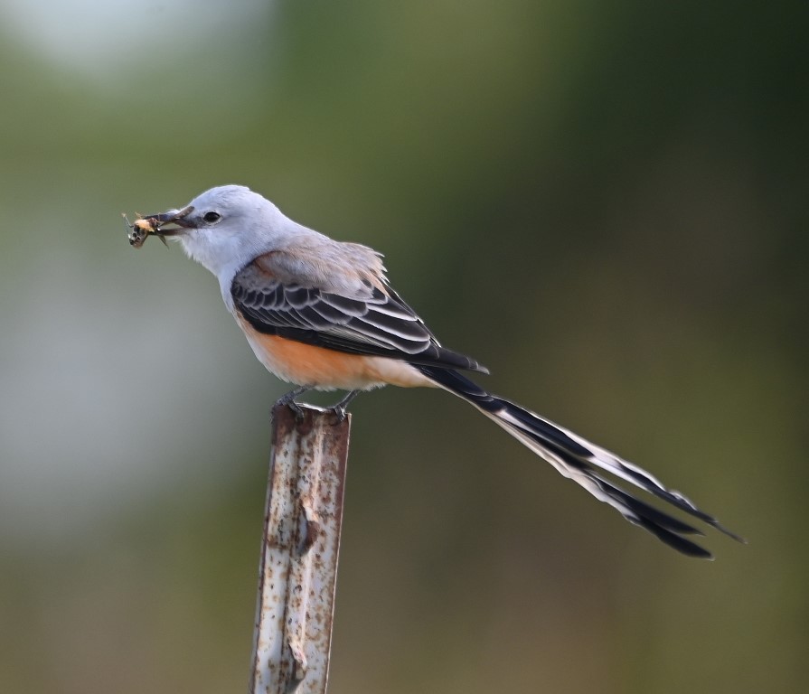 Scissor-tailed Flycatcher - ML380251141