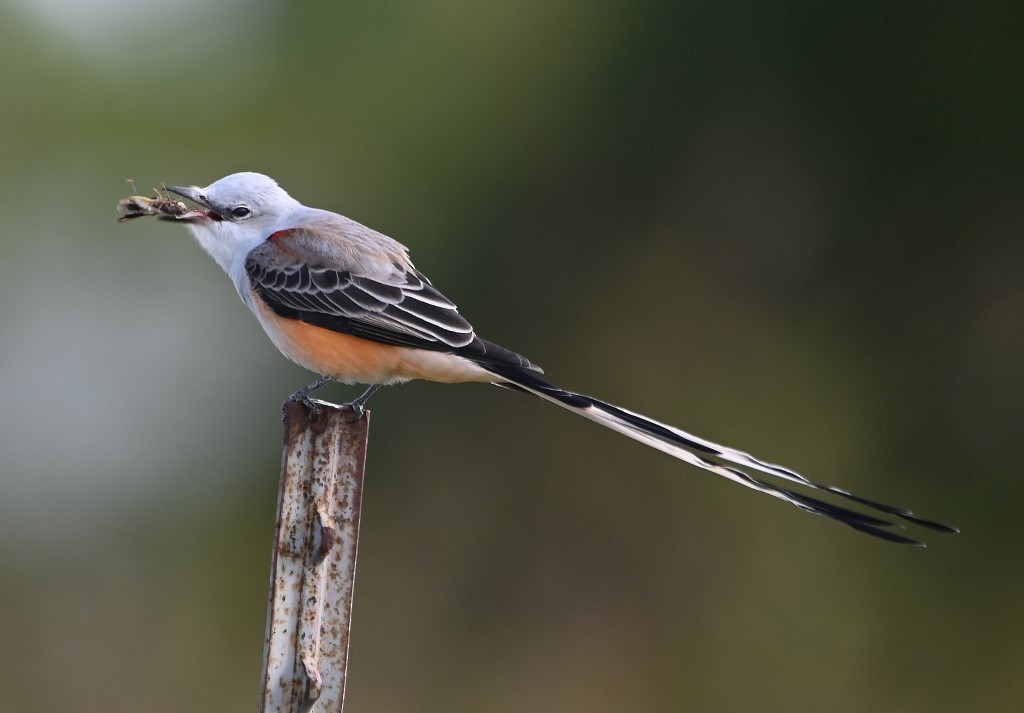 Scissor-tailed Flycatcher - ML380251151