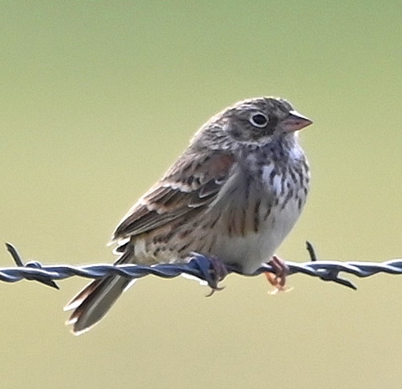 Vesper Sparrow - ML380251271