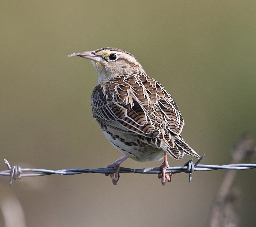 Eastern Meadowlark - ML380251321