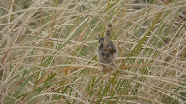 Grass Wren - ML380253251