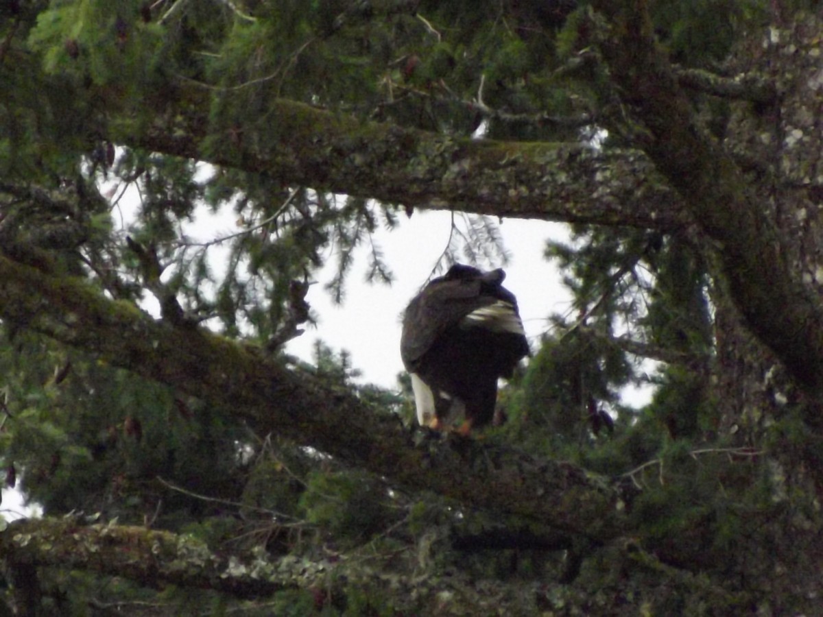 Weißkopf-Seeadler - ML380254001