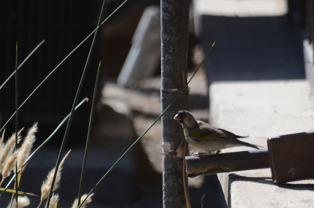 Lawrence's Goldfinch - ML38025591