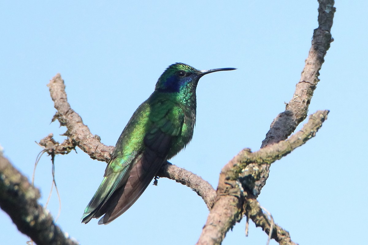 kolibřík zelený - ML380257121