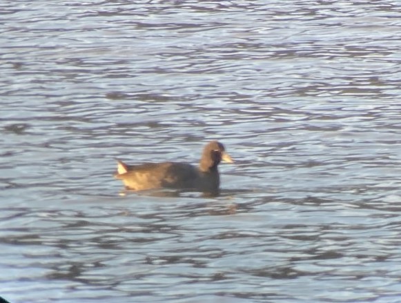 American Coot - Tasha Dimarzio