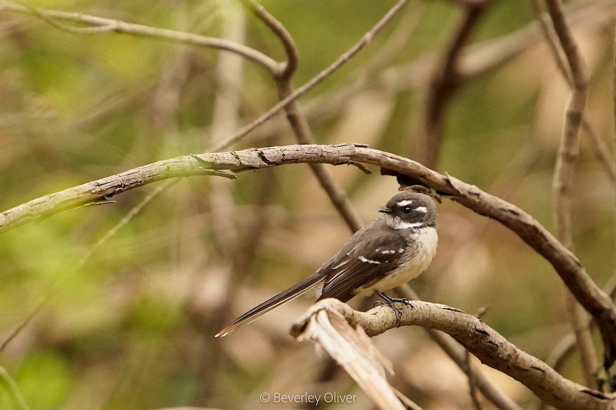 Gray Fantail - Beverley Oliver