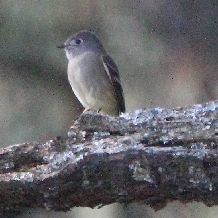 Hammond's Flycatcher - Paul Lewis