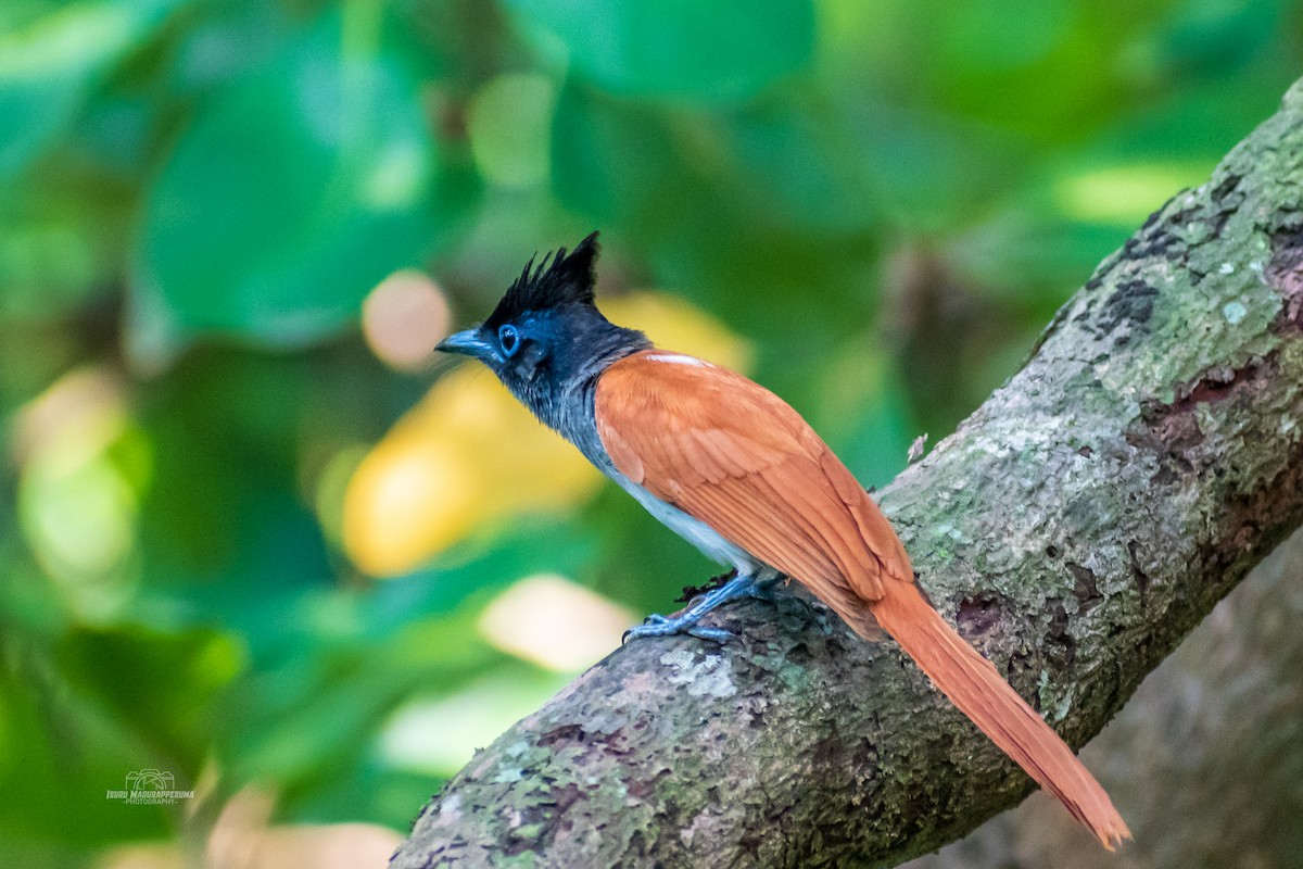 Indian Paradise-Flycatcher - ML380258731